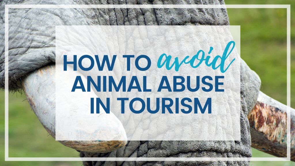 Learn how to avoid animal abuse in tourism. From elephant rides to tiger selfies, discover what activities are harmful to our furry friends. And for more travel tips, follow The Scenic Suitcase on Pinterest!