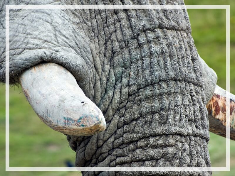 Learn how to avoid animal abuse in tourism. From elephant rides to tiger selfies, discover what activities are harmful to our furry friends. And for more travel tips, follow The Scenic Suitcase on Pinterest!