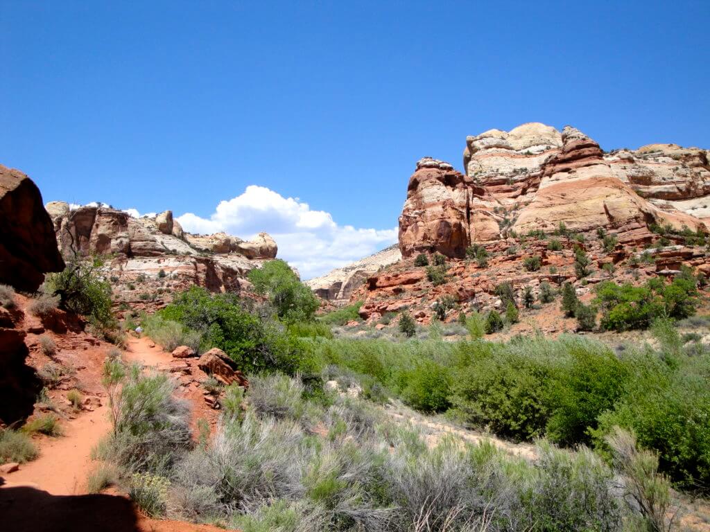 Lower Calf Creek Falls trail. The red rocks and desert flowers of the American Southwest set the scene for road trip you'll never forget. Here are some locales you really shouldn't miss. And for more travel tips and wanderlust inspiration follow The Scenic Suitcase on Pinterest!