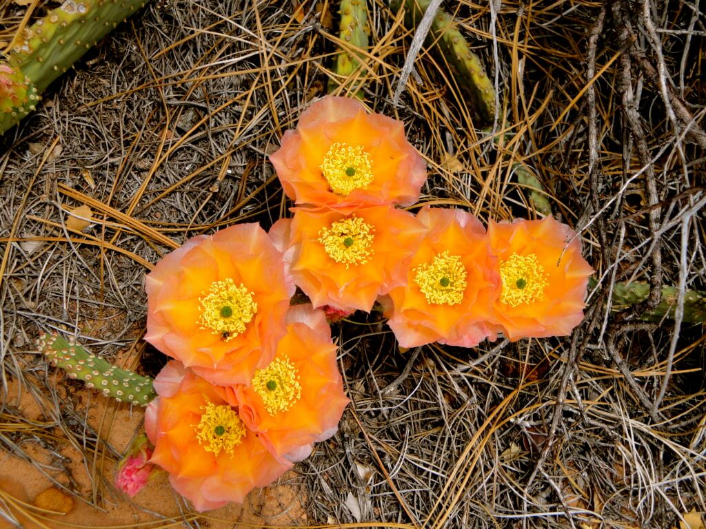 Cactus flowers. The red rocks and desert flowers of the American Southwest set the scene for road trip you'll never forget. Here are some locales you really shouldn't miss. And for more travel tips and wanderlust inspiration follow The Scenic Suitcase on Pinterest!
