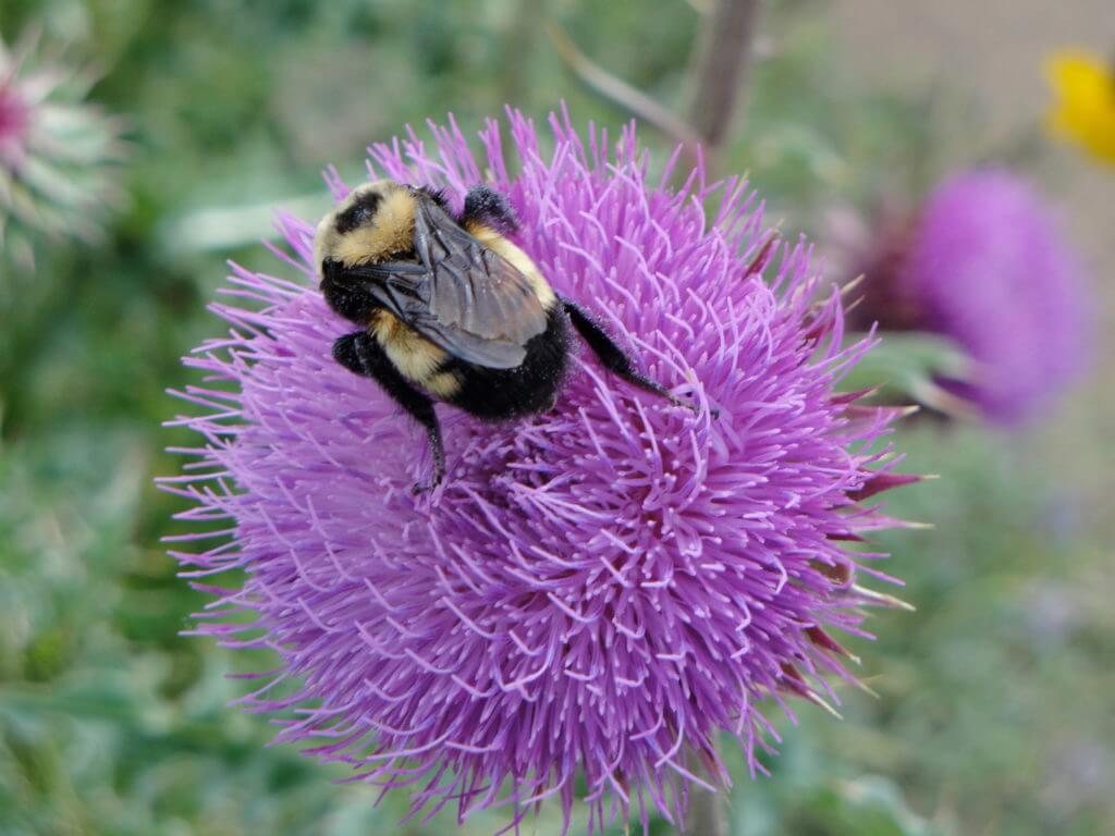 A bumble bee on a thistle. The red rocks and desert flowers of the American Southwest set the scene for road trip you'll never forget. Here are some locales you really shouldn't miss. And for more travel tips and wanderlust inspiration follow The Scenic Suitcase on Pinterest!