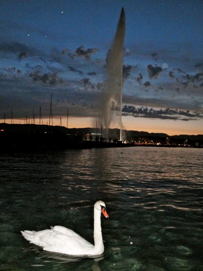 A swan on Lake Geneva. A visit to Switzerland will have you feeling you just walked into The Sound of Music. Here are some sights and landmarks you absolutely shouldn't miss. And for more travel tips and wanderlust inspiration follow The Scenic Suitcase on Pinterest!