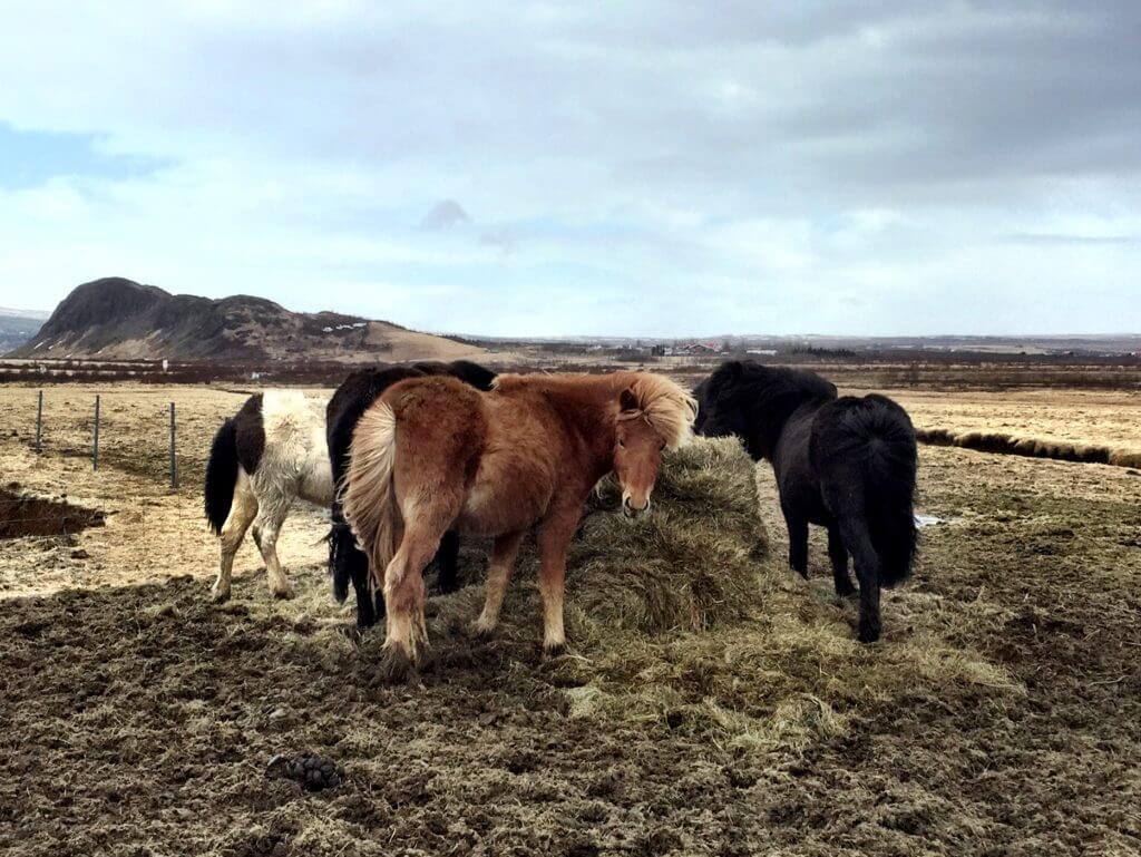 Icelandic horses. Discover picture perfect reasons to visit Iceland. Find out why it's become such a popular travel destination, and what you shouldn't miss when you're there! And for more travel tips and wanderlust inspiration follow The Scenic Suitcase on Pinterest!