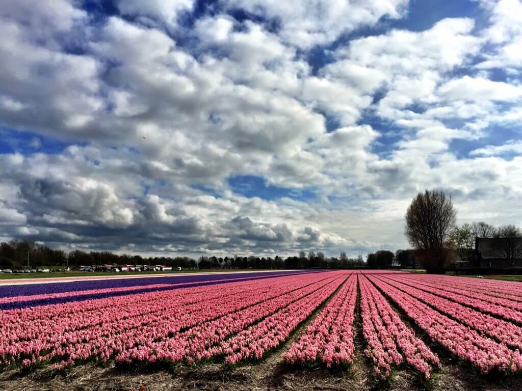Tulip field. Discover 13 picture perfect reasons to visit Amsterdam, the Netherlands. Want even more wanderlust inspiration? Follow The Scenic Suitcase on Pinterest!