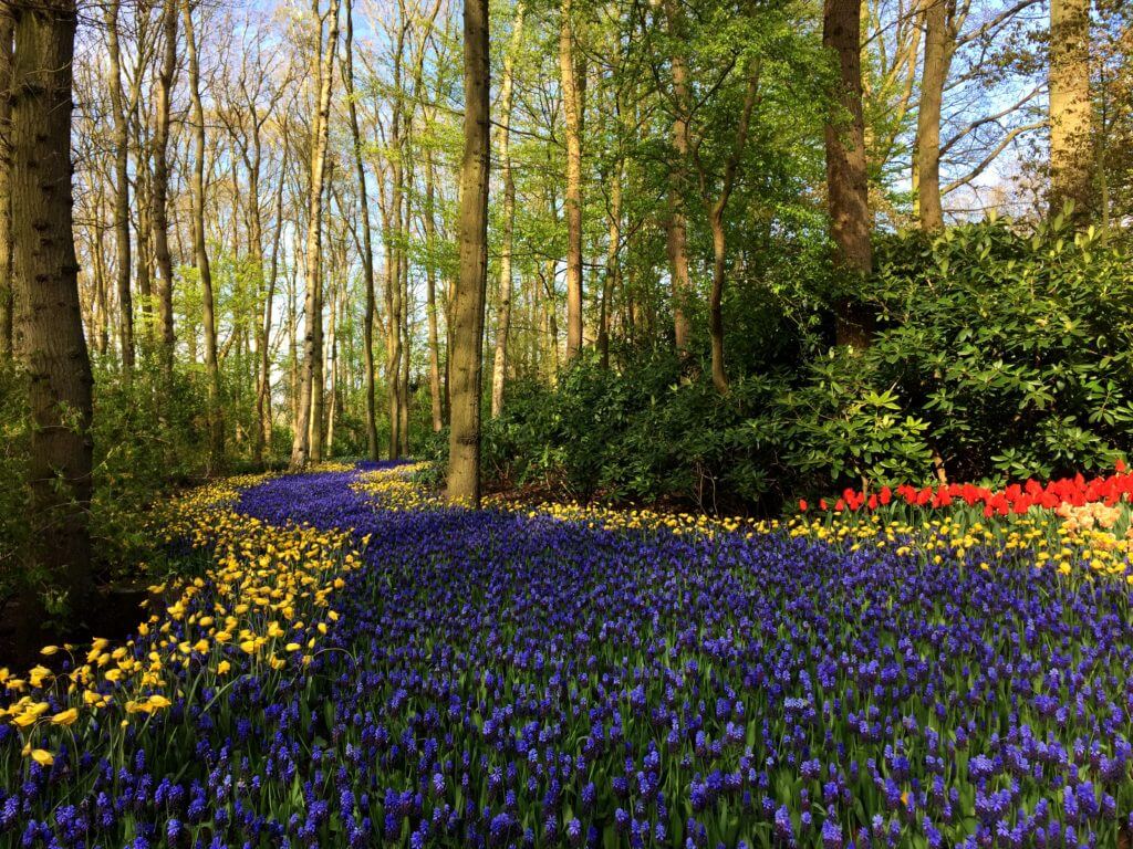 Flower river in Keukenhof Gardens. Discover 13 picture perfect reasons to visit Amsterdam, the Netherlands. Want even more wanderlust inspiration? Follow The Scenic Suitcase on Pinterest!