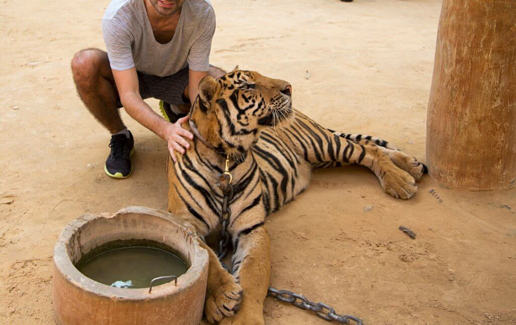 Learn how to avoid animal abuse in tourism. From elephant rides to tiger selfies, discover what activities are harmful to our furry friends. And for more travel tips, follow The Scenic Suitcase on Pinterest!