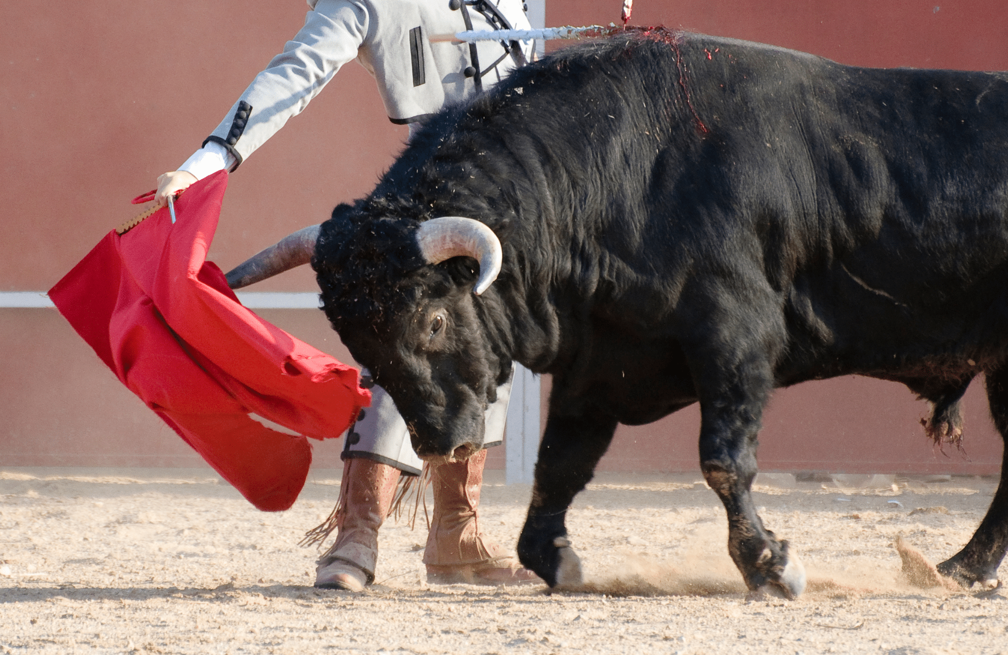 A bull fighting a matador with a red flag.