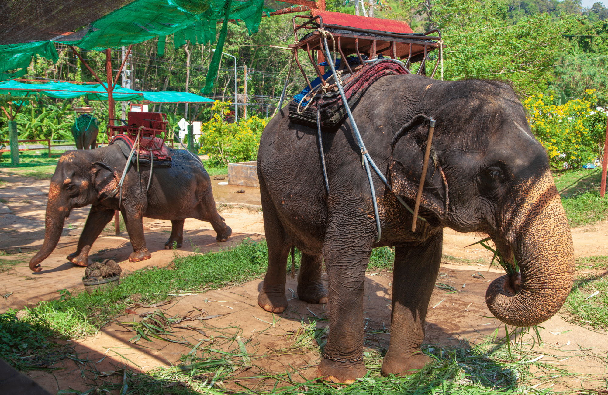 Elephant rides. Learn how to avoid animal abuse in tourism. From elephant rides to tiger selfies, discover what activities are harmful to our furry friends. And for more travel tips, follow The Scenic Suitcase on Pinterest!