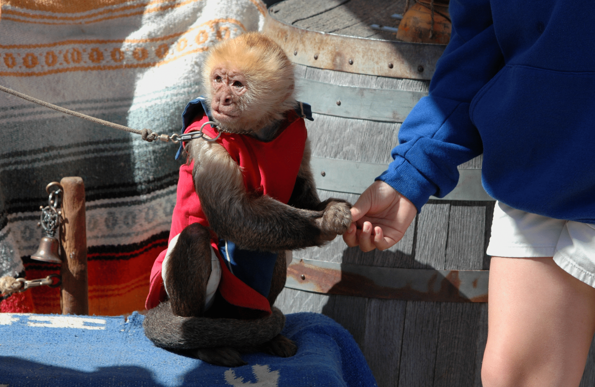 A monkey on a chain dressed up for tourists.
