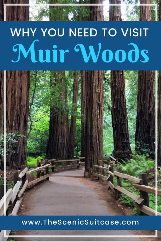 Muir Woods is an idyllic location for gaining perspective and reconnecting with Mother Nature. Here's what you need to know for your next hike. And for more travel tips and wanderlust inspiration follow The Scenic Suitcase on Pinterest!