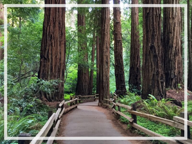 MUIR WOODS