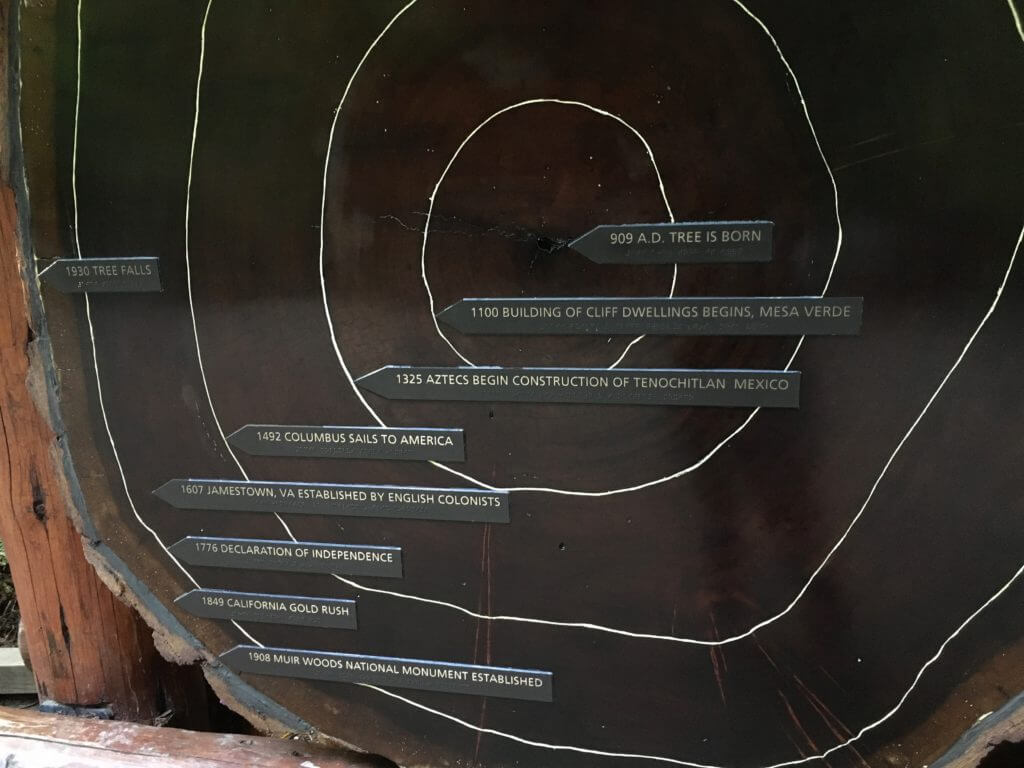 History through a tree trunk. Muir Woods is an idyllic location for gaining perspective and reconnecting with Mother Nature. Here's what you need to know for your next hike. And for more travel tips and wanderlust inspiration follow The Scenic Suitcase on Pinterest!