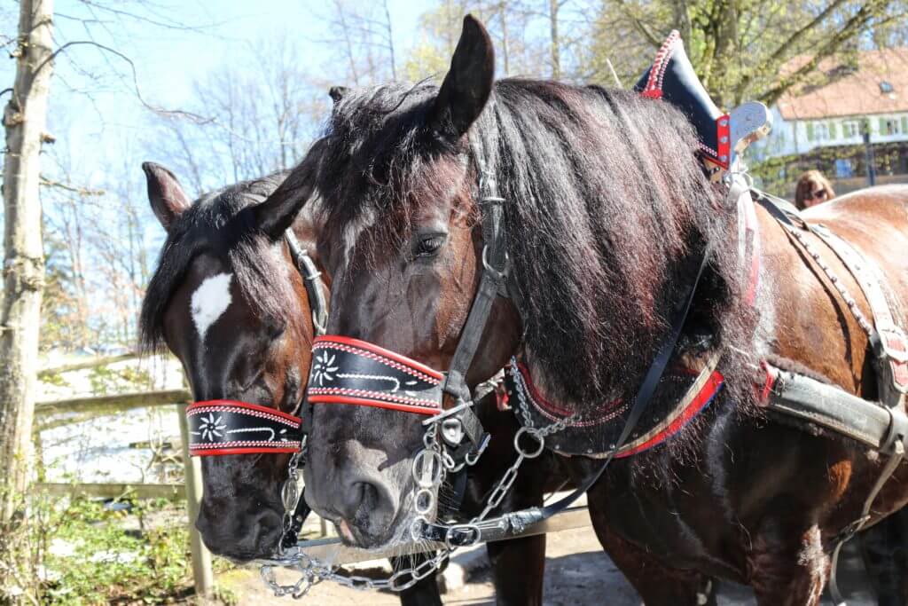 Horses near Neuschwanstein Castle. Discover 20 picture perfect reasons to visit Germany. Want even more wanderlust inspiration? Follow The Scenic Suitcase on Pinterest!