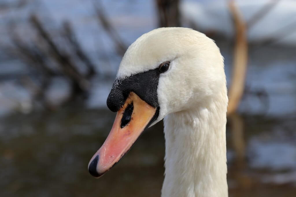 A swan. Discover 25 picture perfect reasons to visit Prague, Czech Republic. Want even more wanderlust inspiration? Follow The Scenic Suitcase on Pinterest!