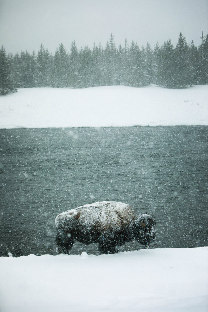 Bison next standing in the snow next to a river. Discover Yellowstone's best kept secret. And for more travel tips and wanderlust inspiration follow The Scenic Suitcase on Pinterest!