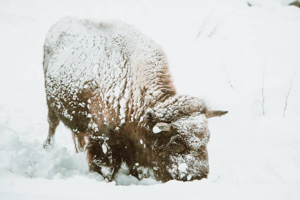 Snow covered bison. Discover Yellowstone's best kept secret. And for more travel tips and wanderlust inspiration follow The Scenic Suitcase on Pinterest!