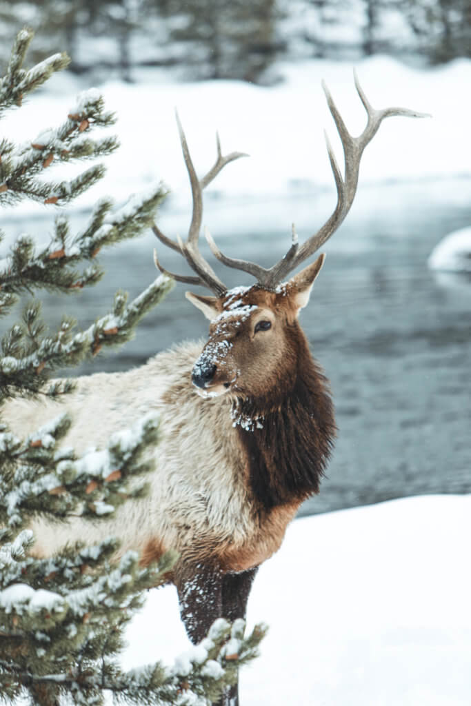 Large bull elk standing next to a snowy river. Discover Yellowstone's best kept secret. And for more travel tips and wanderlust inspiration follow The Scenic Suitcase on Pinterest!