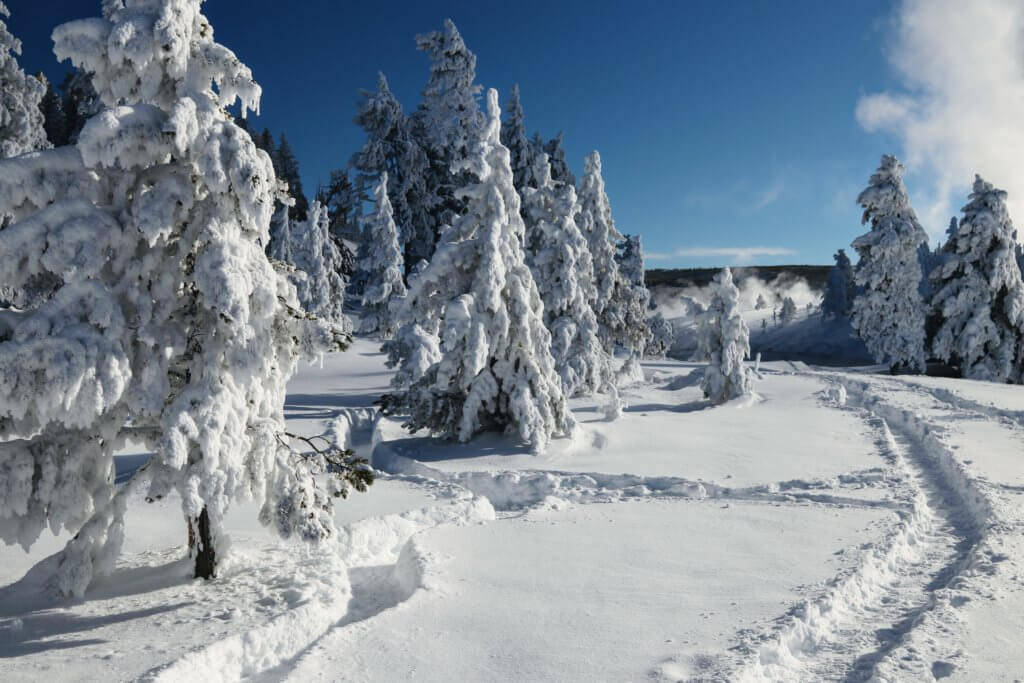 Deep snow around snowy trees. Discover Yellowstone's best kept secret. And for more travel tips and wanderlust inspiration follow The Scenic Suitcase on Pinterest!