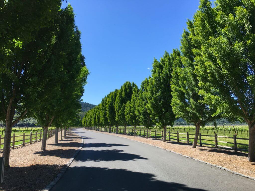 A winding tree-lined boulevard. Discover 15 picture perfect reasons to visit Napa, California - one of the most famous wine regions in the world. And for more travel tips and wanderlust inspiration follow The Scenic Suitcase on Pinterest!