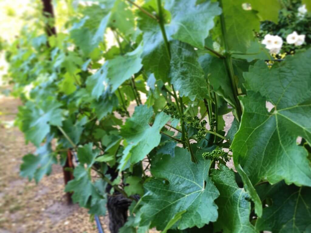 Tiny grapes growing on the vines. Discover 15 picture perfect reasons to visit Napa, California - one of the most famous wine regions in the world. And for more travel tips and wanderlust inspiration follow The Scenic Suitcase on Pinterest!