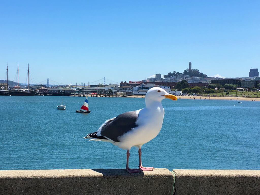 A seagull with Coit Tower in the background. San Francisco is a gem among California's coastal cities. Discover 15 picture perfect reasons why you should plan a trip to the City by the Bay. For more travel tips and wanderlust inspiration follow The Scenic Suitcase on Pinterest!