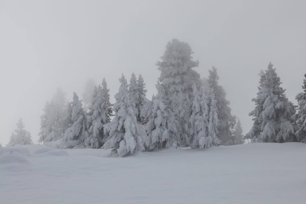Snow covered trees in the fog. Discover Yellowstone's best kept secret. And for more travel tips and wanderlust inspiration follow The Scenic Suitcase on Pinterest!