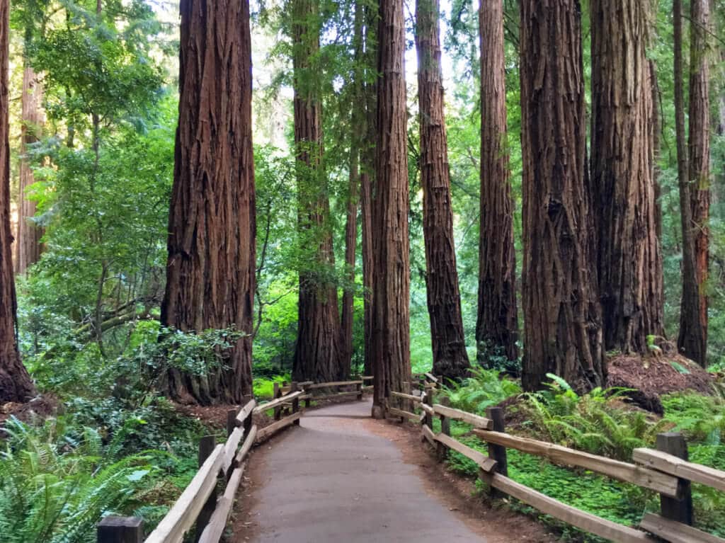 The towering redwoods of Muir Woods. San Francisco is a gem among California's coastal cities. Discover 15 picture perfect reasons why you should plan a trip to the City by the Bay. For more travel tips and wanderlust inspiration follow The Scenic Suitcase on Pinterest!