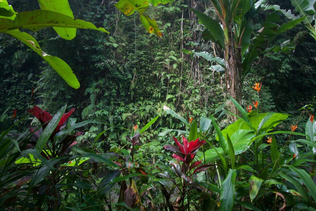 Dense, lush vegetation. Discover 27 picture perfect things to see in Bali, Indonesia. And for more travel tips and wanderlust inspiration, follow The Scenic Suitcase on Pinterest!