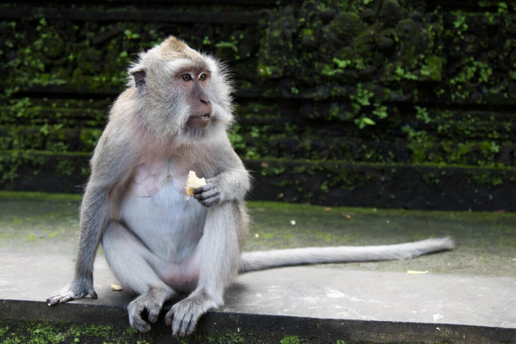 A monkey eating a banana in Ubud's Sacred Monkey Forest. Discover 27 picture perfect things to see in Bali, Indonesia. And for more travel tips and wanderlust inspiration, follow The Scenic Suitcase on Pinterest!