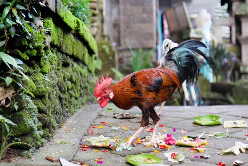 A rooster pecking at daily offerings. Discover 27 picture perfect things to see in Bali, Indonesia. And for more travel tips and wanderlust inspiration, follow The Scenic Suitcase on Pinterest!