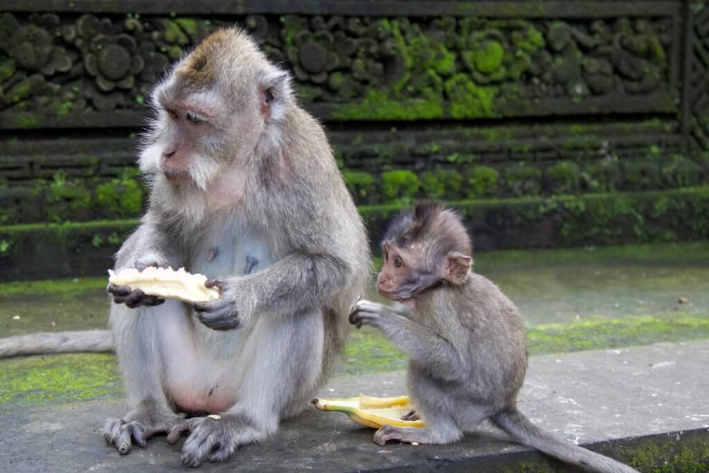 Monkeys eating a banana at the Ubud Sacred Monkey Forest. Find out what it's like to attend The Blonde Abroad blogging retreat in Bali. From detailed coursework, to a beautiful villa, to delicious food and more!