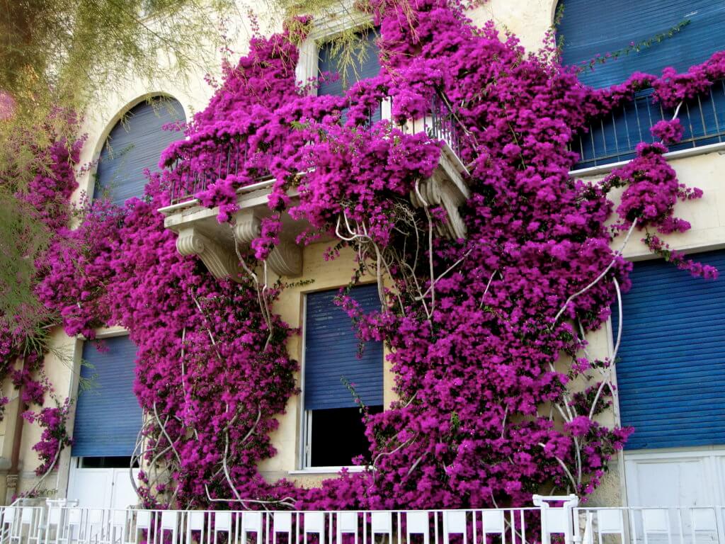 Purple flowers outside a building in Monterosso al Mare, Cinque Terre, Italy. Discover 5 of Europe's most charming villages! And for more travel tips and wanderlust inspiration, follow The Scenic Suitcase on Pinterest!