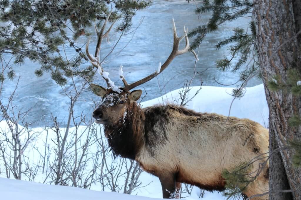 An elk in a snowy landscape by a river. Discover 22 picture perfect reasons to visit Bozeman, Montana. And for more travel tips and wanderlust inspiration follow The Scenic Suitcase on Pinterest!