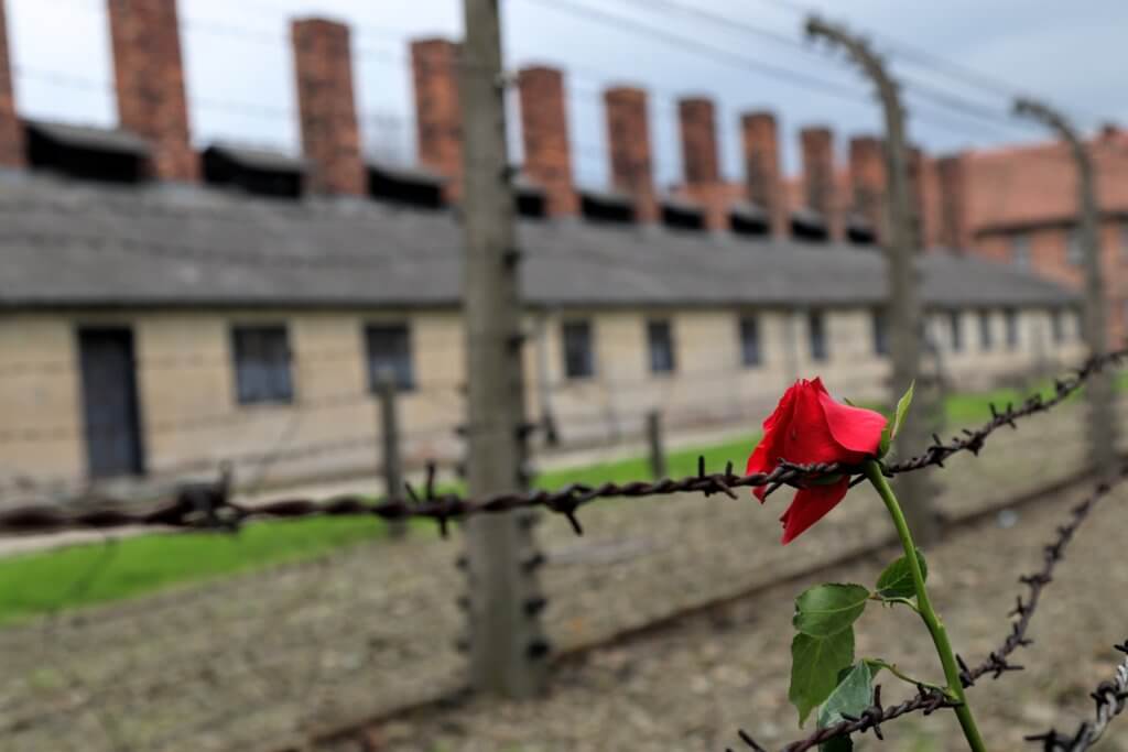 A rose hanging on the barbed wire fence lining the Auschwitz Concentration Camp. Paying respect to the victims is just one of the many reasons to visit Krakow, Poland. For more travel tips and wanderlust inspiration follow The Scenic Suitcase on Pinterest!