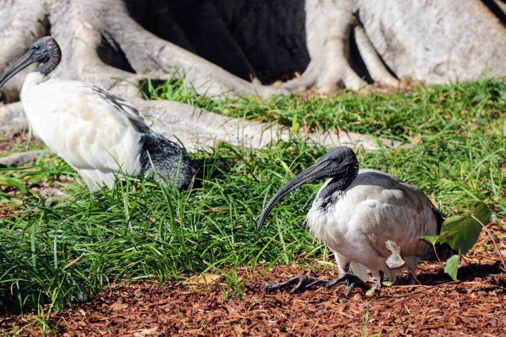 White Ibis - just one of the many strange Australian animals. Discover 25 picture perfect reasons to visit Sydney, Australia. And for more travel tips and wanderlust inspiration follow The Scenic Suitcase on Pinterest!
