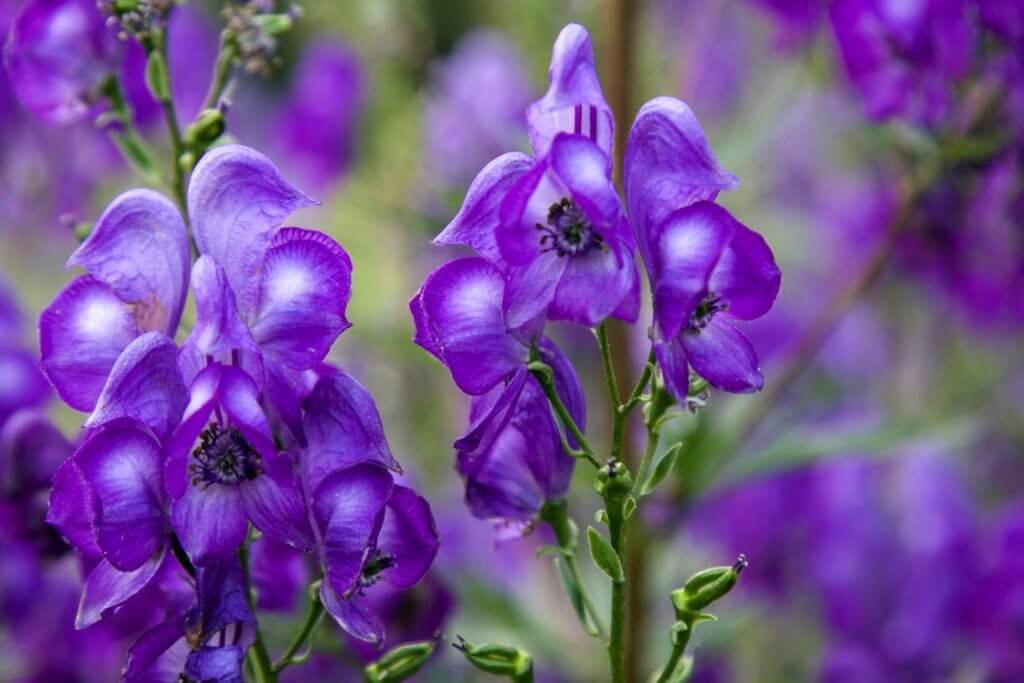 Colorful purple flowers. Discover 22 picture perfect reasons to visit Bozeman, Montana. And for more travel tips and wanderlust inspiration follow The Scenic Suitcase on Pinterest!
