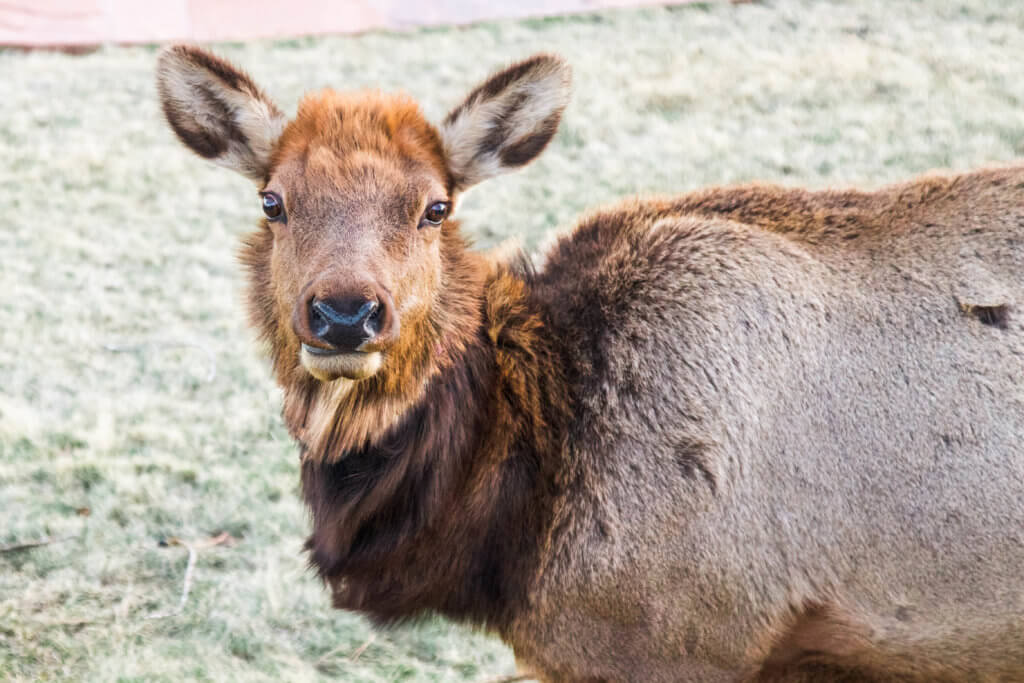 An elk at the Stanley Hotel in Estes Park. Discover 20 picture perfect reasons to visit Colorado in winter. And for more travel tips and wanderlust inspiration follow The Scenic Suitcase on Pinterest!