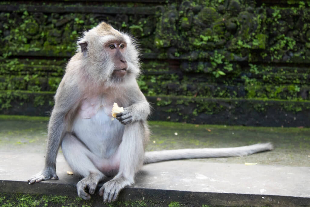 A monkey eating a banana in the Ubud Sacred Monkey Forest in Bali, Indonesia. Discover the most picture perfect moments of the year. And for more travel tips and wanderlust inspiration, follow The Scenic Suitcase on Pinterest!