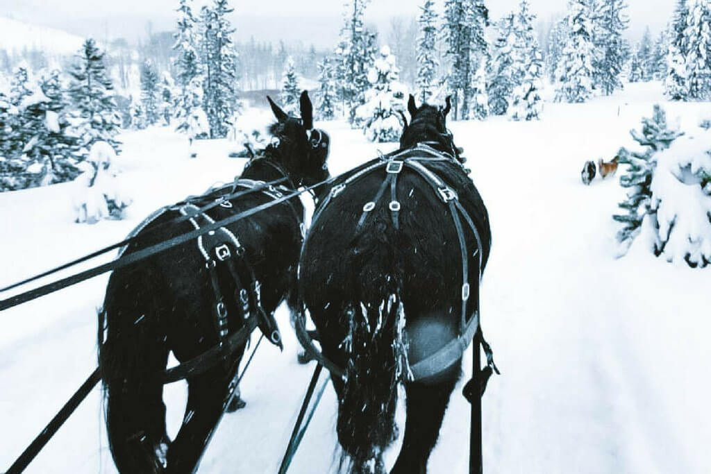 Black horses pulling a sleigh through the snow. Discover 20 picture perfect reasons to visit Colorado in winter. And for more travel tips and wanderlust inspiration follow The Scenic Suitcase on Pinterest!