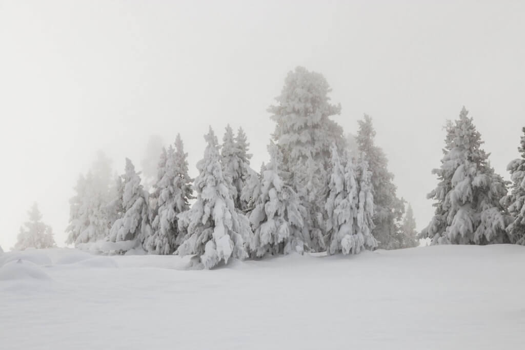 Thick, snow-covered pine trees in Yellowstone National Park, Wyoming. Discover the most picture perfect moments of the year. And for more travel tips and wanderlust inspiration, follow The Scenic Suitcase on Pinterest!