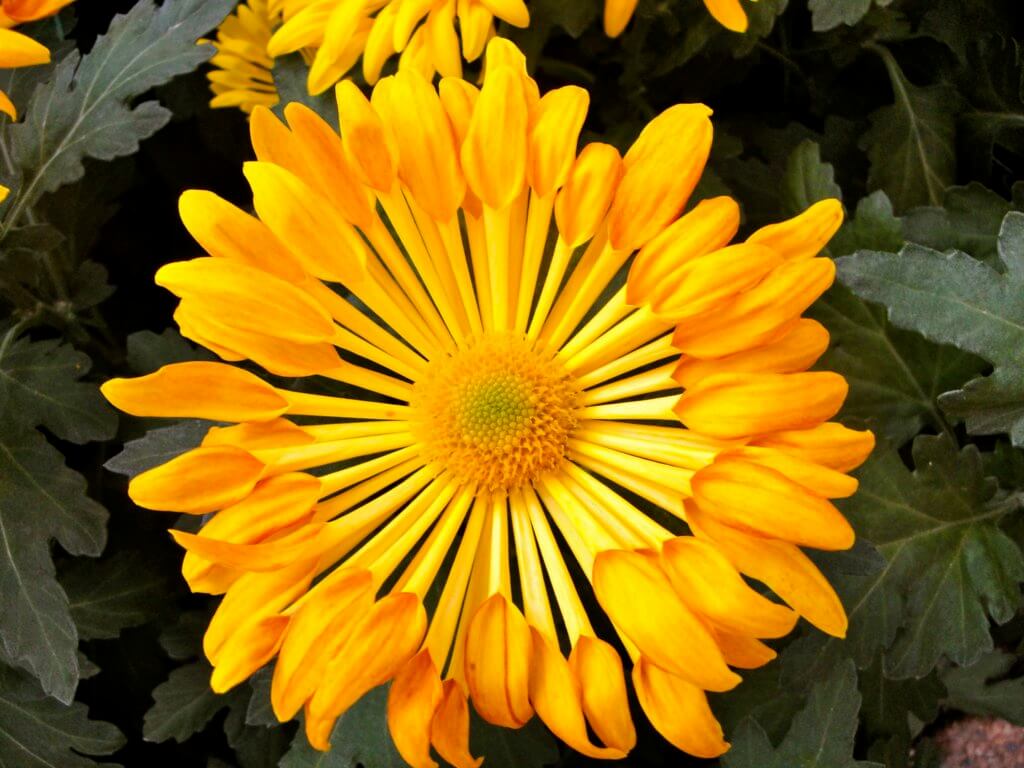 A yellow flower with unique pedals. Discover the many reasons why you should visit Longwood Gardens in Kennett Square, Pennsylvania. From beautiful blooms to fantastic fountains, here's what you shouldn't miss. And for more wanderlust inspiration and travel tips, follow The Scenic Suitcase on Pinterest!