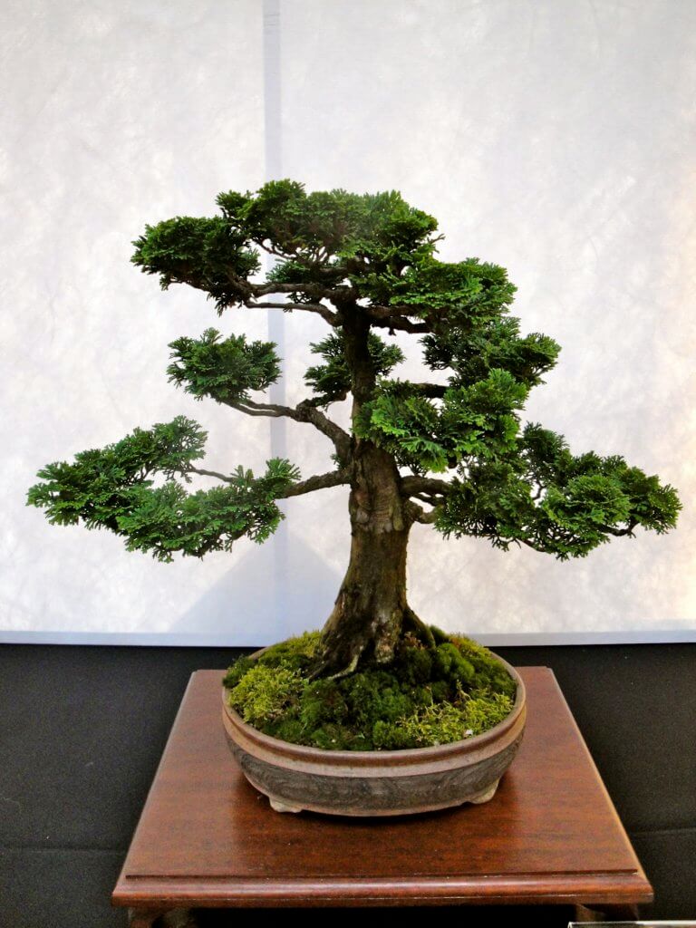 One of the many ancient bonsai trees. Discover the many reasons why you should visit Longwood Gardens in Kennett Square, Pennsylvania. From beautiful blooms to fantastic fountains, here's what you shouldn't miss. And for more wanderlust inspiration and travel tips, follow The Scenic Suitcase on Pinterest!