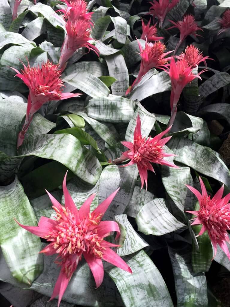 Pink dessert flowers. Discover the many reasons why you should visit Longwood Gardens in Kennett Square, Pennsylvania. From beautiful blooms to fantastic fountains, here's what you shouldn't miss. And for more wanderlust inspiration and travel tips, follow The Scenic Suitcase on Pinterest!