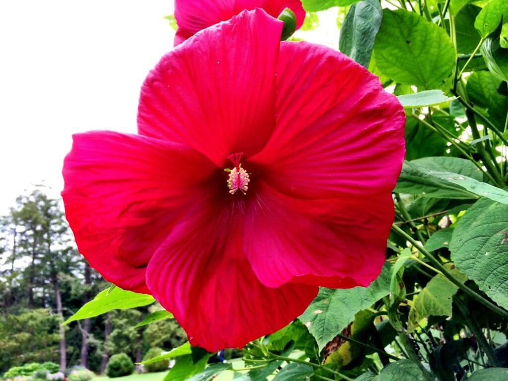 A red tropical bloom. Discover the many reasons why you should visit Longwood Gardens in Kennett Square, Pennsylvania. From beautiful blooms to fantastic fountains, here's what you shouldn't miss. And for more wanderlust inspiration and travel tips, follow The Scenic Suitcase on Pinterest!