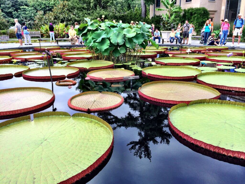 Giant lily pads outside the conservatory building. Discover the many reasons why you should visit Longwood Gardens in Kennett Square, Pennsylvania. From beautiful blooms to fantastic fountains, here's what you shouldn't miss. And for more wanderlust inspiration and travel tips, follow The Scenic Suitcase on Pinterest!