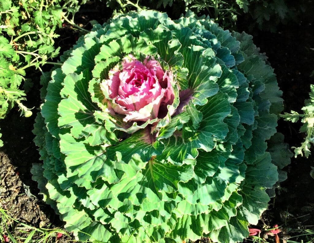 A colorful cabbage. Discover the many reasons why you should visit Longwood Gardens in Kennett Square, Pennsylvania. From beautiful blooms to fantastic fountains, here's what you shouldn't miss. And for more wanderlust inspiration and travel tips, follow The Scenic Suitcase on Pinterest!