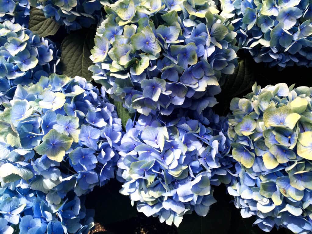 Clusters of blue hydrangeas. Discover the many reasons why you should visit Longwood Gardens in Kennett Square, Pennsylvania. From beautiful blooms to fantastic fountains, here's what you shouldn't miss. And for more wanderlust inspiration and travel tips, follow The Scenic Suitcase on Pinterest!