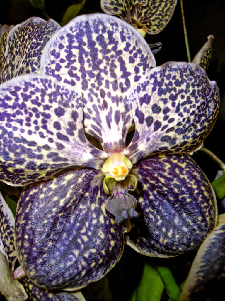 A purple-speckled orchid. Discover the many reasons why you should visit Longwood Gardens in Kennett Square, Pennsylvania. From beautiful blooms to fantastic fountains, here's what you shouldn't miss. And for more wanderlust inspiration and travel tips, follow The Scenic Suitcase on Pinterest!