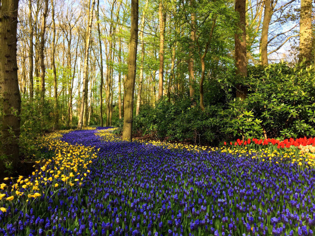 River of blue flowers. Discover why visiting Keukenhof Gardens is a must when visiting Amsterdam. Find out when to go, how to get there, and what you can expect to see. For more wanderlust inspiration and travel tips follow The Scenic Suitcase on Pinterest! 