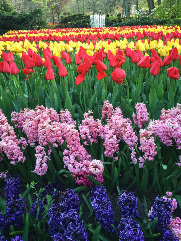 Rows of colorful flowers. Discover why visiting Keukenhof Gardens is a must when visiting Amsterdam. Find out when to go, how to get there, and what you can expect to see. For more wanderlust inspiration and travel tips follow The Scenic Suitcase on Pinterest! 